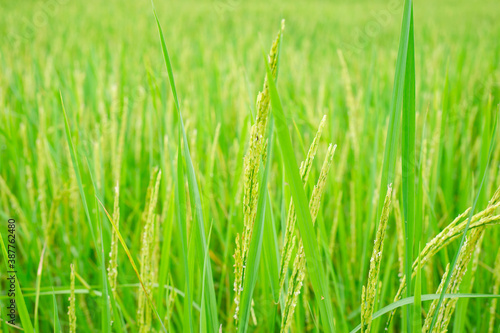 The ears of unripe rice and green rice leaves, green rice fields.
