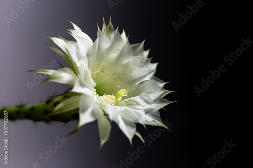 Close-up of beautiful white flower of home cactus. Background of black color.