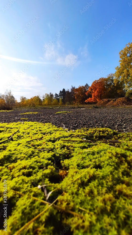 Naklejka premium autumn landscape with grass