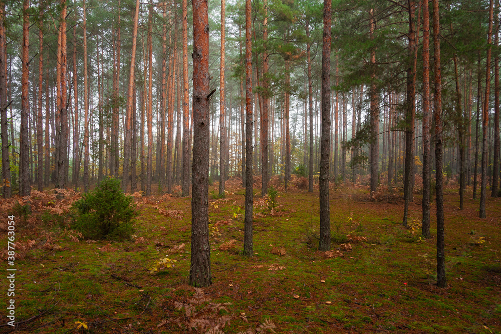 Las jesienią