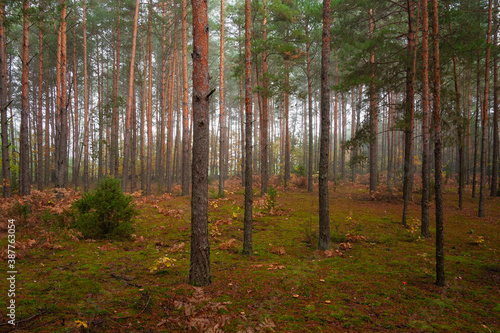 Las jesienią 