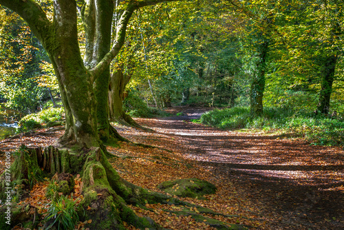 autumn woodland scene golitha falls  Cornwall