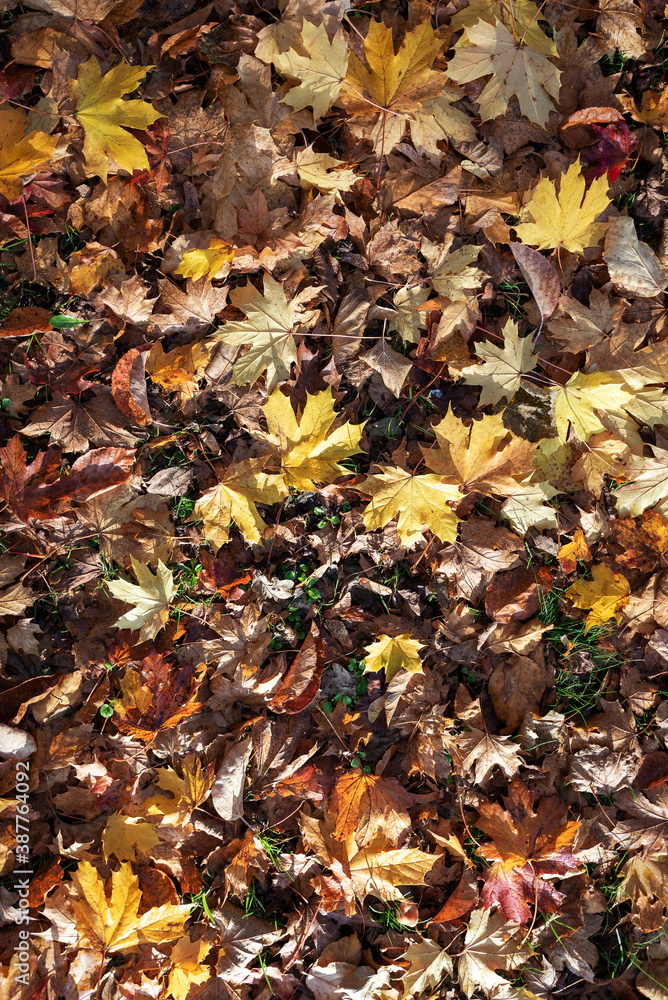 Brown, yellow, orange and maroon Autumn leaves on the forrest floor Brown, yellow, orange and maroon Autumn leaves on the forrest floor