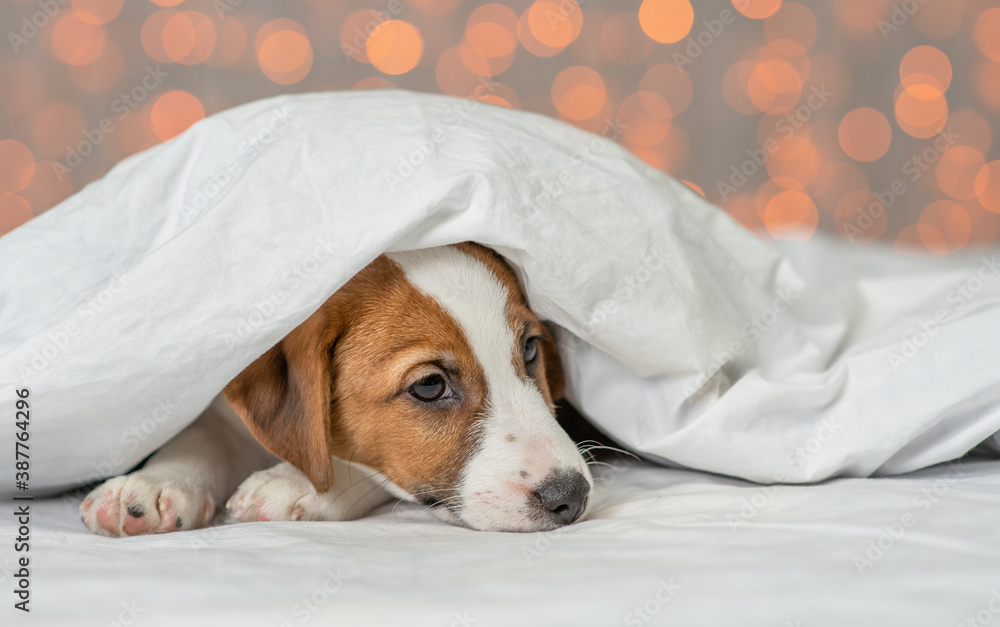 Sad jack russell terrier puppy lies under white warm blanket on a bed at home. Empty space for text