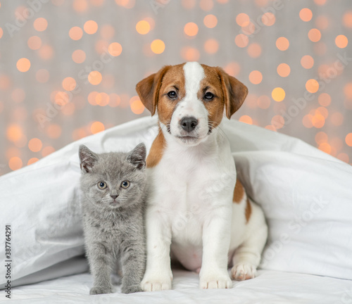 Jack russell terrier puppy and cute kitten sit together under warm blanket on festive background