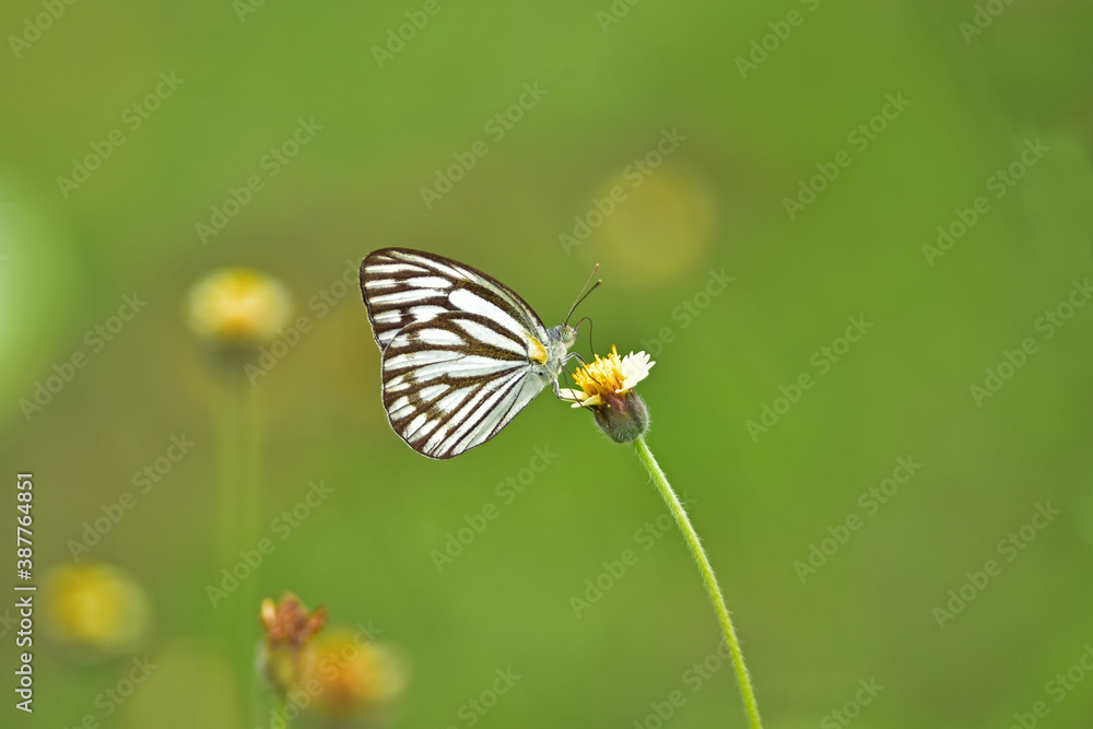 Butterfly on flower in a meadow Butterfly on flower in a meadow
