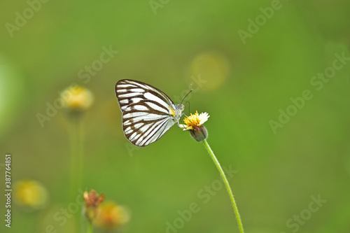 Butterfly on flower in a meadow © forest71