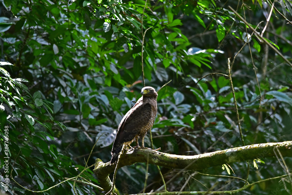 Crested Serpent Eagle resting on a perch Crested Serpent Eagle resting on a perch