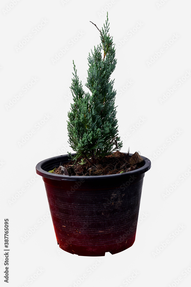 christmas tree isolated on white