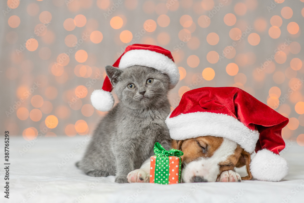 Sleepy Jack russell terrier puppy and kitten are together. Pets wearing santa's hats on festive background - obrazy, fototapety, plakaty 