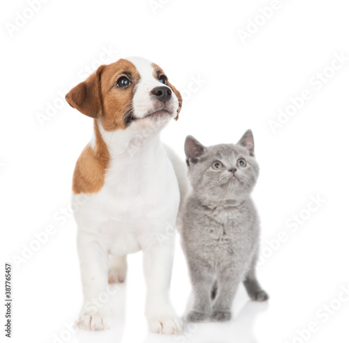 Jack russell terrier puppy and tiny scottish kitten look up together on empty space. isolated on white background