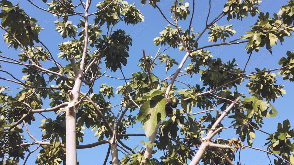 Wind-blown fig branches to mean a concept Wind-blown fig branches to mean a concept