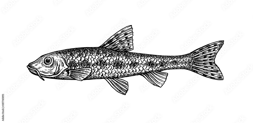 Gobio gobio fish ink sketch Gobio gobio fish ink sketch
