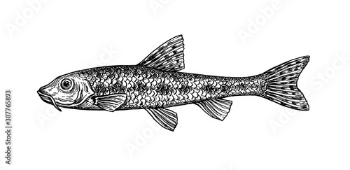 Gobio gobio fish ink sketch