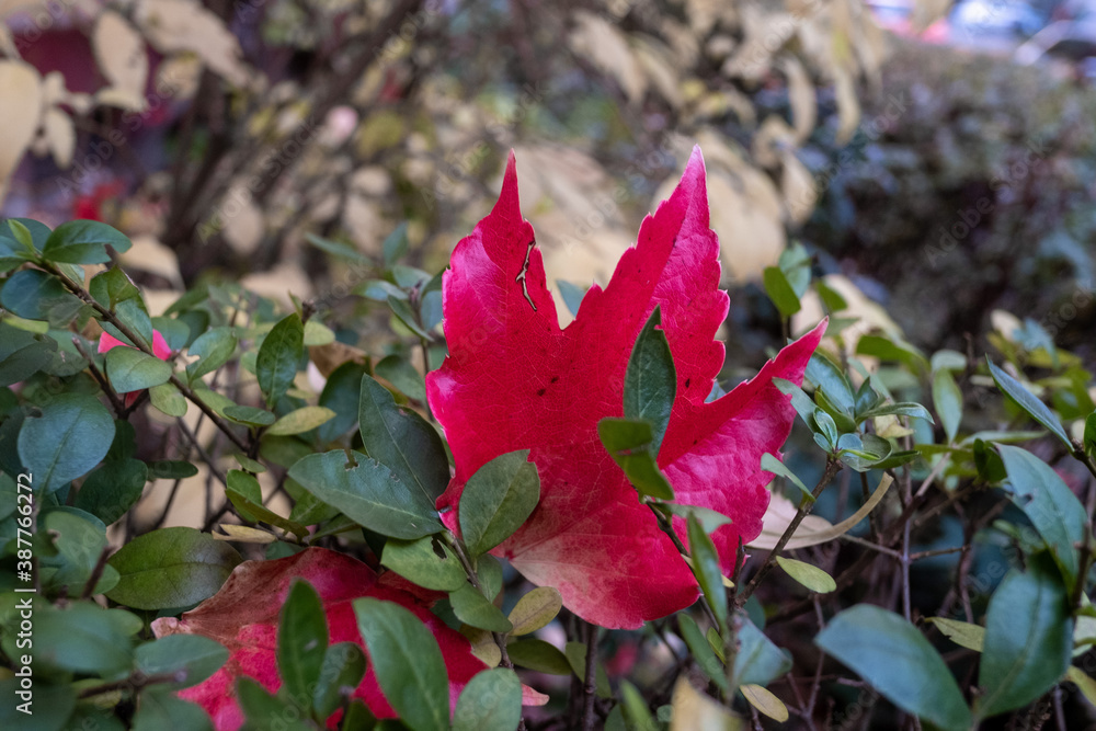 Herbstlaub in Berlin