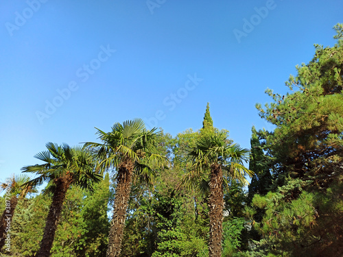 The top of palm tree with beautiful blue sky background.