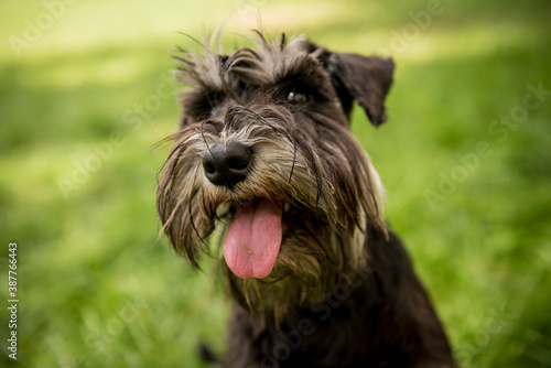 Portrait of cute miniature schnauzer at the park.