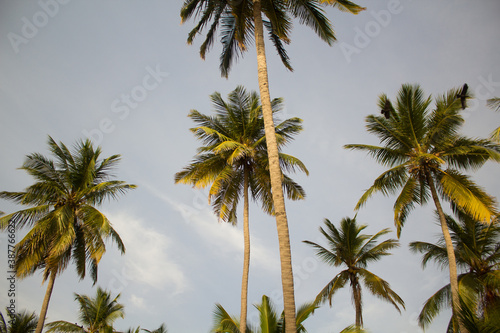 Palmen Sri Lankas