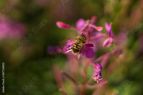 Biene auf Blüten © Tom