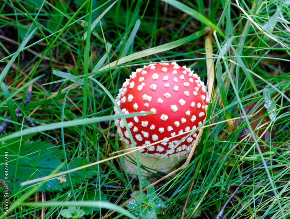 Small fly agaric in the green grass close up selective focus Small fly agaric in the green grass close up selective focus