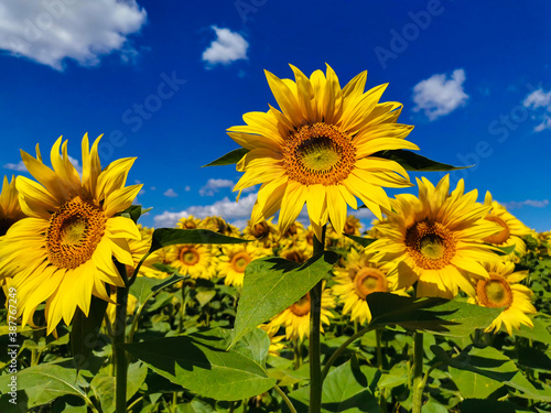 field of sunflowers on a clear Sunny day in summer. An agricultural plant that is used to produce sunflower seeds oil and other useful products