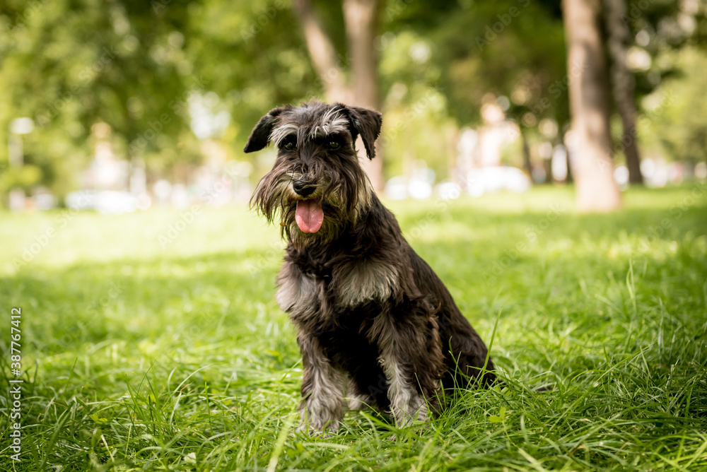 Portrait of cute miniature schnauzer at the park. Portrait of cute miniature schnauzer at the park.