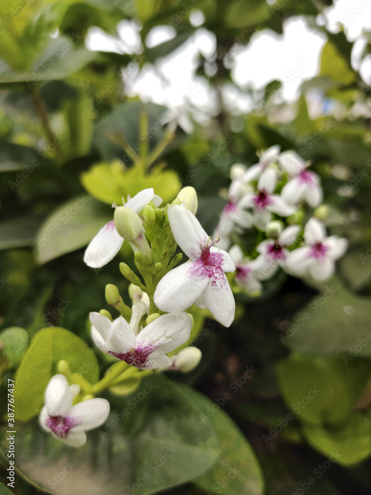Pseuderanthemum flower in the garden Pseuderanthemum flower in the garden