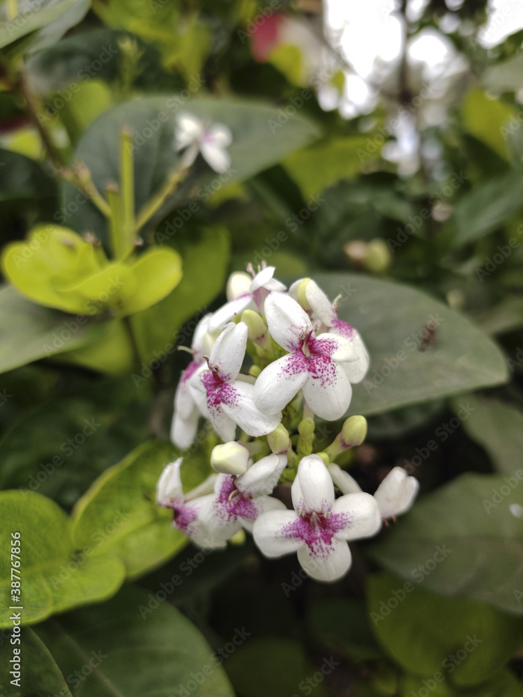 Obraz premium Pseuderanthemum flower in the backyard