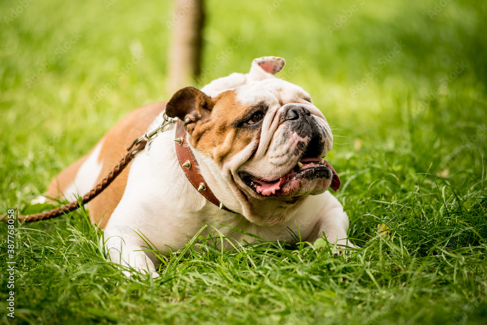 Portrait of cute english bulldog at the park. Portrait of cute english bulldog at the park.