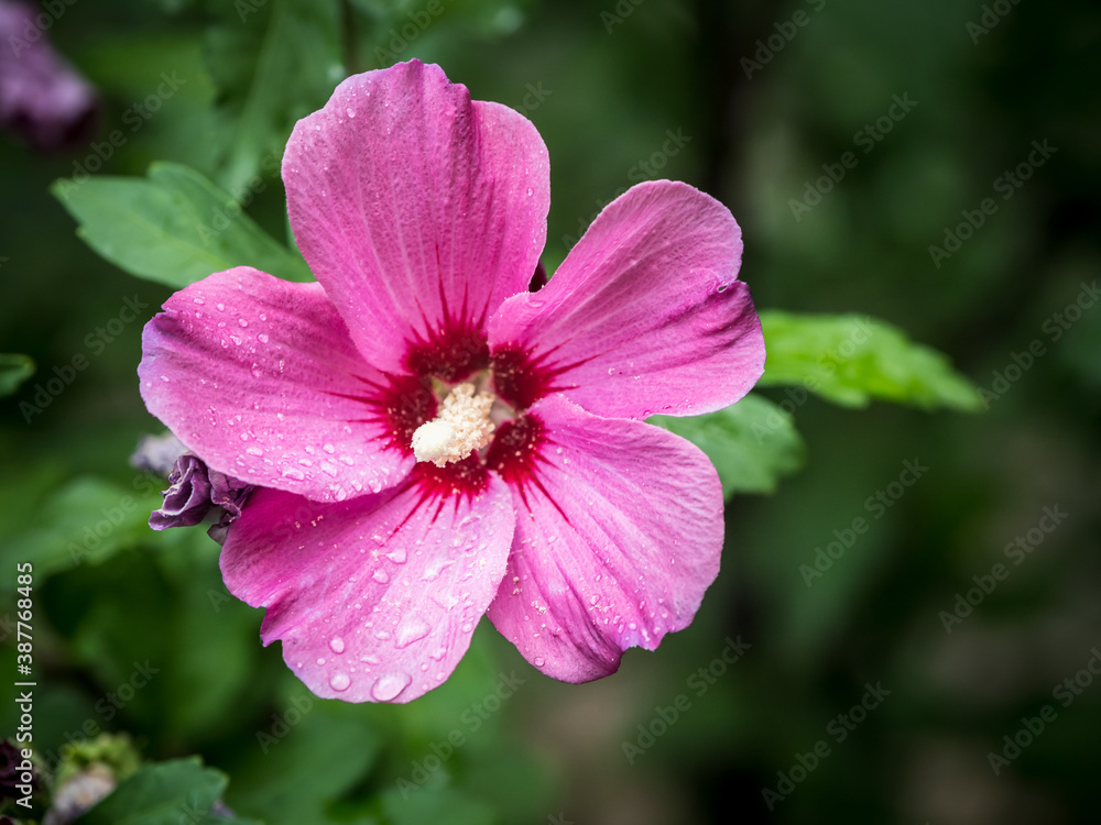 Closeup with beautiful pink and red hollyhock Closeup with beautiful pink and red hollyhock
