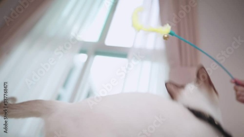 Lively adult Siamese cat tries to jump and grabs in his paws a colorful fluffy toy in nature day light, adorable cute and funny white cat playing in air in living room, adopted pet as family concept
