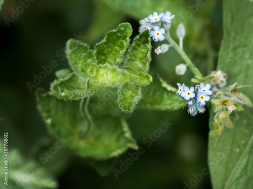 Wallpaper Mural Beautiful little flowers in the middle of a green worlds Torontodigital.ca