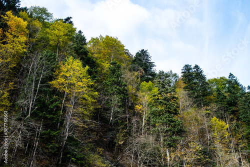 Coniferous forest in autumn in the national park