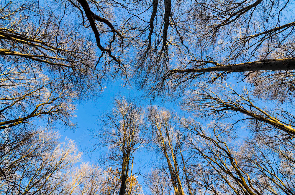 Leafless forest trees with sunset light reaching the tops. Leafless trees view from bottom up with blue sky. Leafless forest trees with sunset light reaching the tops. Leafless trees view from bottom up with blue sky.