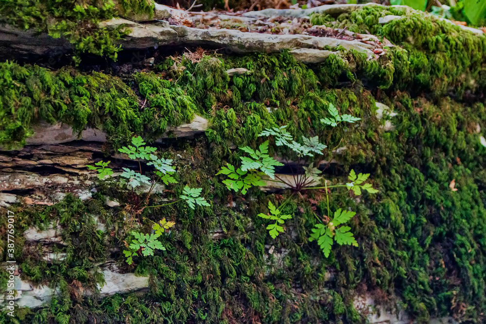 Moss and plants on the rock Moss and plants on the rock