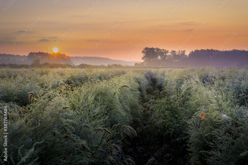 misty sunrise over fields and meadows misty sunrise over fields and meadows