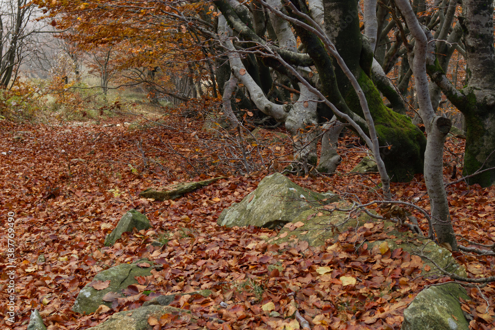 autumn leaves on the ground autumn leaves on the ground