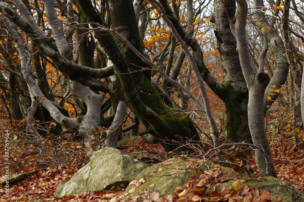 tree in autumn tree in autumn