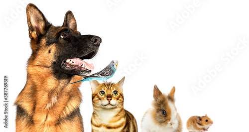 dog and cat and rabbit and hamster looking sideways