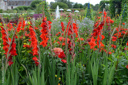Wallpaper Mural Close up of many delicate vivid red Gladiolus flowers in full bloom in a garden in a sunny summer day. Torontodigital.ca
