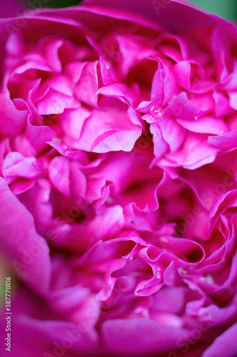 floral arrangement of pink pion flowers close-up. © Grigoriy Lukyanov