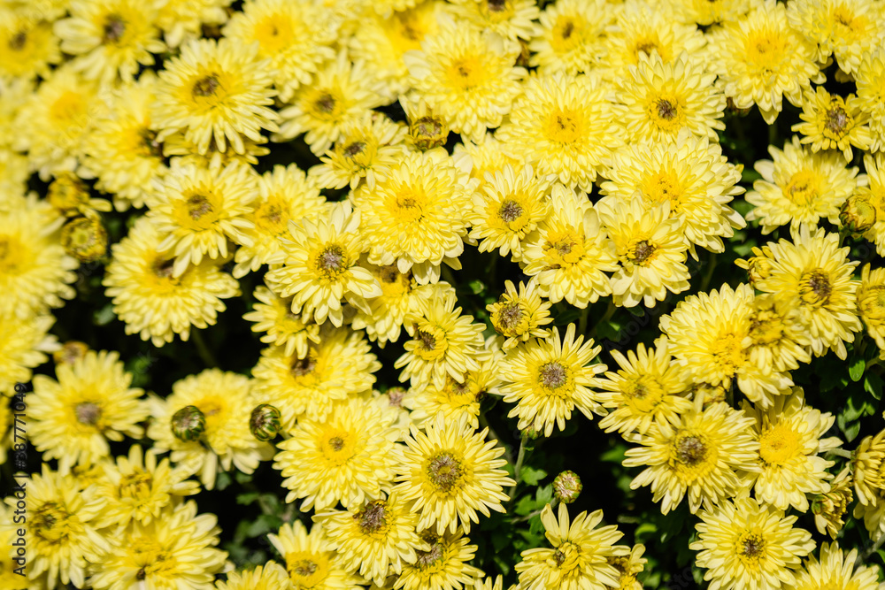 Many vivid yellow Chrysanthemum x morifolium flowers in a garden in a sunny autumn day, beautiful colorful outdoor background photographed with soft focus. Many vivid yellow Chrysanthemum x morifolium flowers in a garden in a sunny autumn day, beautiful colorful outdoor background photographed with soft focus.