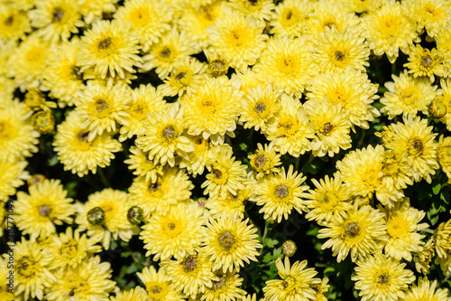 Many vivid yellow Chrysanthemum x morifolium flowers in a garden in a sunny autumn day, beautiful colorful outdoor background photographed with soft focus. © Cristina Ionescu