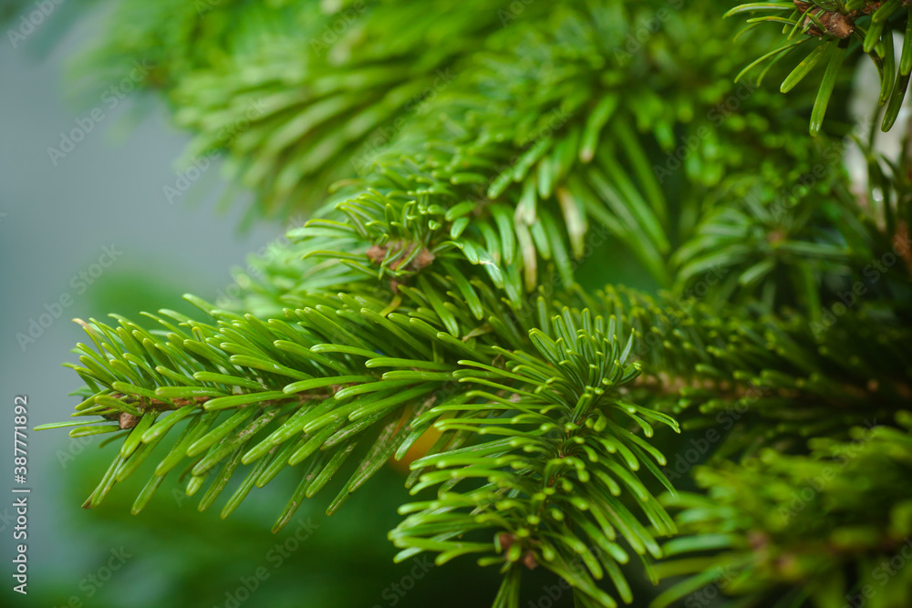 Christmas tree. Branch with needles close-up. Bright needles, Christmas background Christmas tree. Branch with needles close-up. Bright needles, Christmas background
