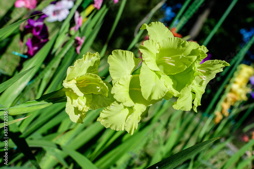 Wallpaper Mural Close up of many delicate vivid green pistachio Gladiolus flowers in full bloom in a garden in a sunny summer day. Torontodigital.ca