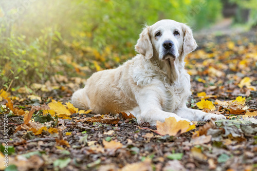 Golden Retriever Dog is lying in autumn park