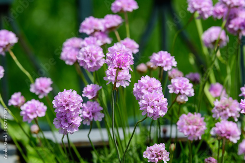 Close up of small vivid pink flowers of Armeria maritima plant  commonly known as thrift  sea thrift or sea pink on a seaside in a sunny summer day in Scotland  beautiful outdoor floral background.