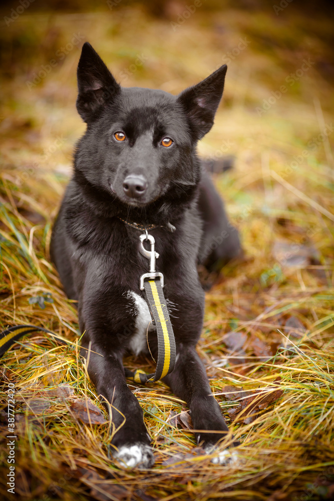Beautiful black dog lies in the autumn park Beautiful black dog lies in the autumn park