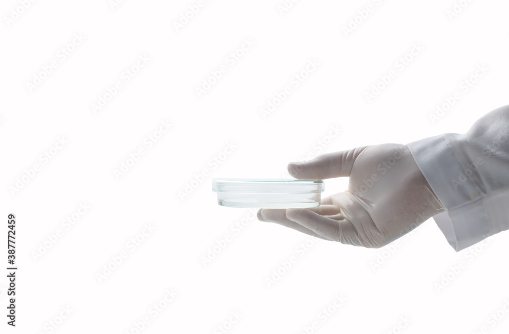 hand scientist wearing rubber gloves and hold petri dish isolated on white background hand scientist wearing rubber gloves and hold petri dish isolated on white background