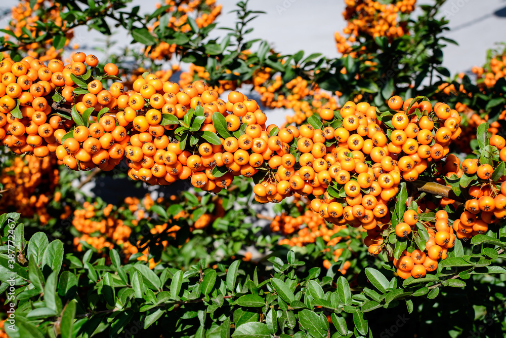 Small yellow and orange fruits or berries of Pyracantha plant, also known as firethorn in a garden in a sunny autumn day, beautiful outdoor floral background photographed with soft focus.